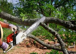 Tree and Shrub Care in Westwego, LA