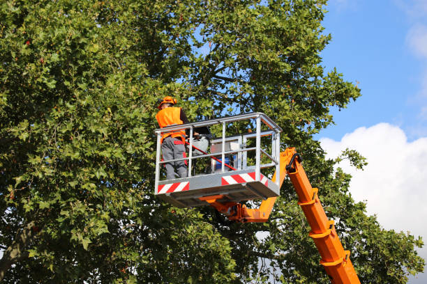 Best Utility Line Clearance  in Westwego, LA