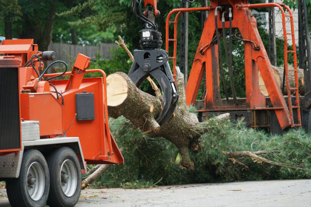 Why Choose Our Tree Removal Services in Westwego, LA?